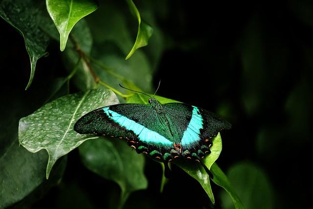 PB Strategy Lab＿butterfly